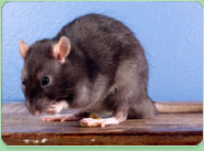 rat control Newbury Park