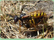 wasp control Newbury Park