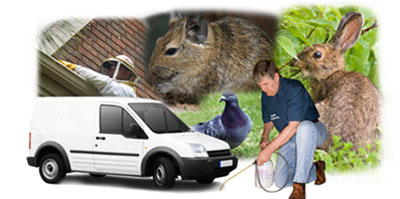 Newbury Park local van